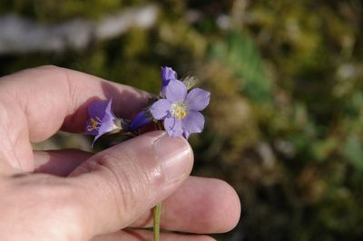 Polemonium occidentale, photographed by Eric Knight