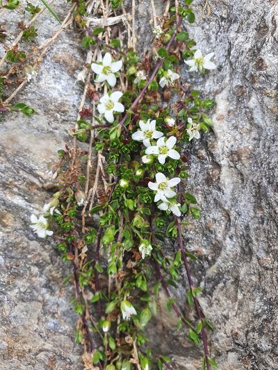 Arenaria biflora, photographed by Jacek Pietruszewski