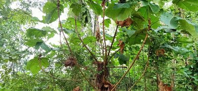 Macaranga gigantea, photographed by Ong Jyh Seng