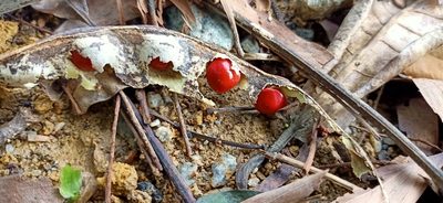 Adenanthera pavonina, photographed by Ong Jyh Seng