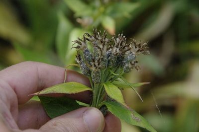 Saussurea americana, photographed by Eric Knight