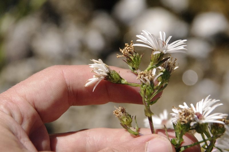Symphyotrichum eatonii, photographed by Eric Knight
