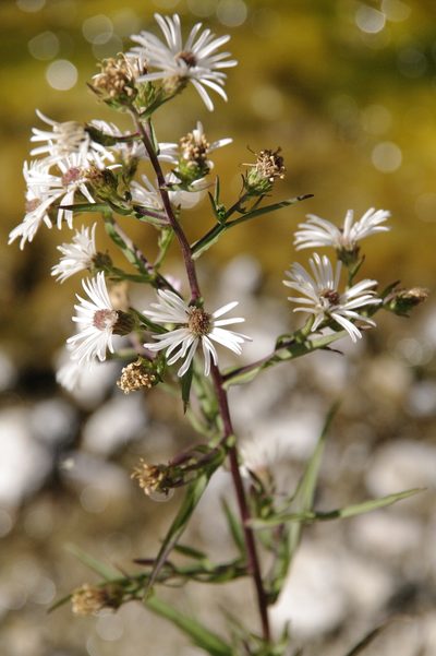 Symphyotrichum eatonii, photographed by Eric Knight