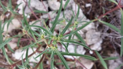 Euphorbia exstipulata, photographed by Daniel Carpenter