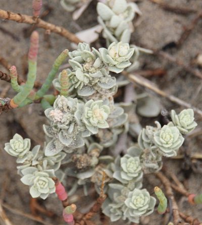 Atriplex leucophylla, photographed by Millie Basden