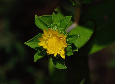 Grindelia adenodonta, photographed by Michelle W. （鍾偉瑋）