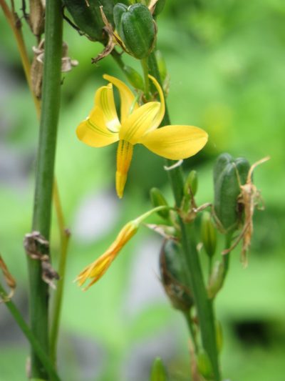 Echeandia texensis, photographed by johnyochum