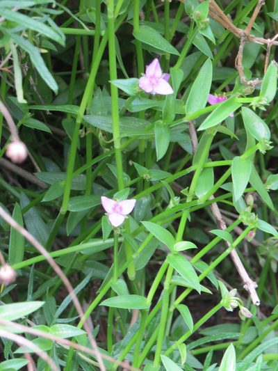 Callisia micrantha, photographed by johnyochum