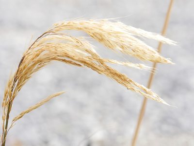 Miscanthus nepalensis, photographed by Bruce Calvert