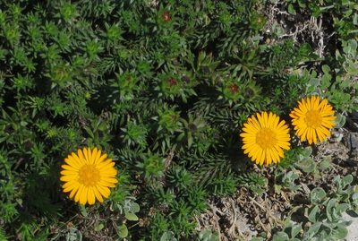Oedera capensis, photographed by linkie