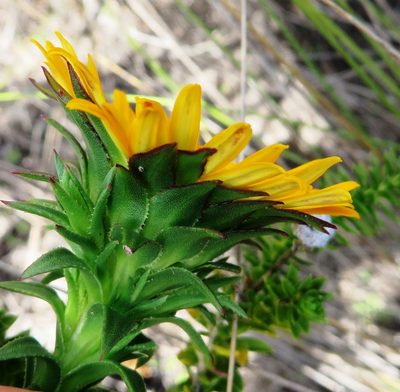 Oedera capensis, photographed by linkie