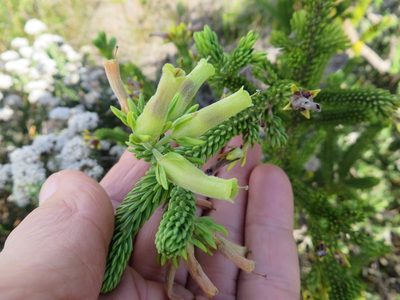 Erica brachialis, photographed by linkie