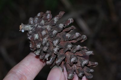 Pinus merkusii, photographed by Franz Anthony