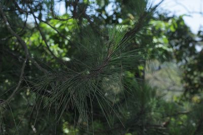 Pinus merkusii, photographed by Franz Anthony