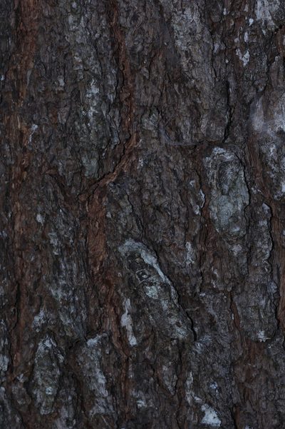 Pinus merkusii, photographed by Franz Anthony