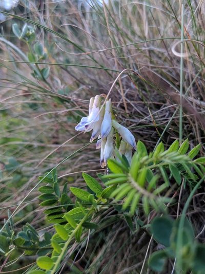 Vicia orobus, photographed by Dan Wrench