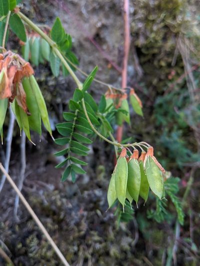 Vicia orobus, photographed by Dan Wrench