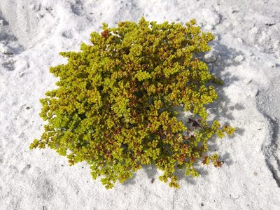 Paronychia chartacea, photographed by Daniel Estabrooks