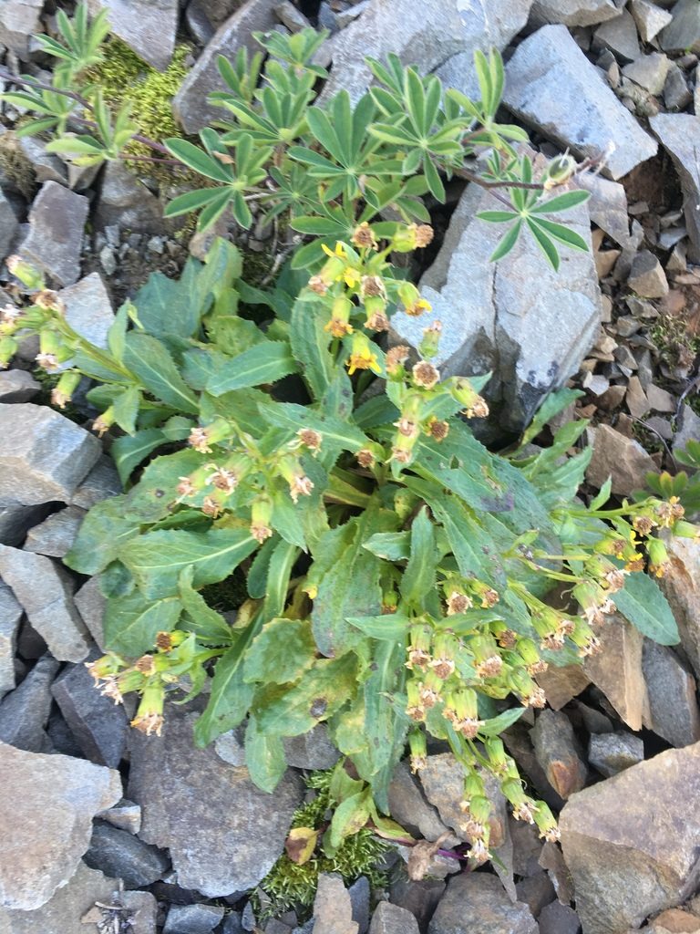 Senecio elmeri, photographed by Matt Berger