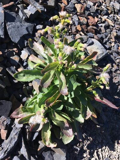 Senecio elmeri, photographed by Matt Berger