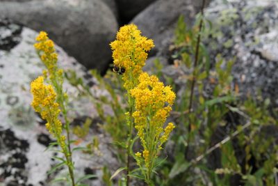 Solidago uliginosa, photographed by Quinten Wiegersma
