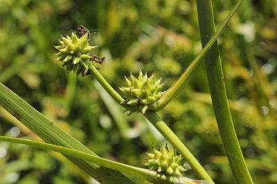 Sparganium natans, photographed by Quinten Wiegersma