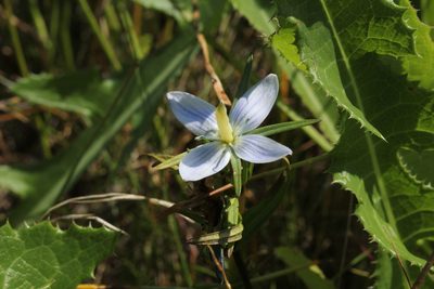 Lomatogonium rotatum, photographed by Quinten Wiegersma