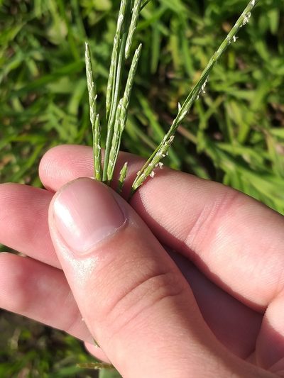 Glyceria notata, photographed by Dmitriy Bochkov