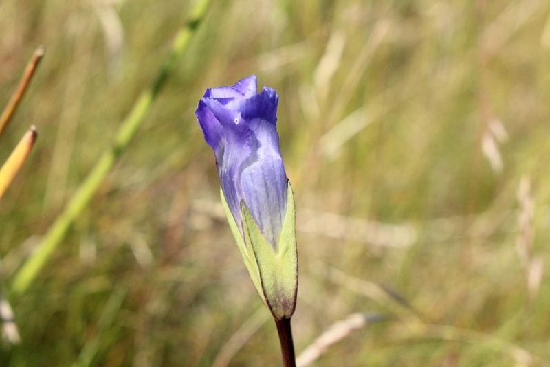 Gentianopsis macounii, photographed by Quinten Wiegersma