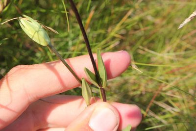 Gentianopsis macounii, photographed by Quinten Wiegersma