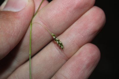 Carex capillaris, photographed by Quinten Wiegersma