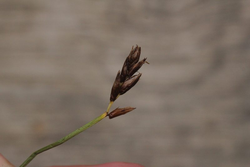 Blysmus rufus, photographed by Quinten Wiegersma