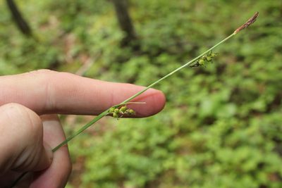 Carex vaginata, photographed by Quinten Wiegersma