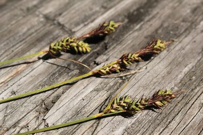 Carex buxbaumii, photographed by Quinten Wiegersma