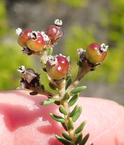 Phylica selaginoides, photographed by Nicola van Berkel