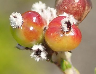 Phylica selaginoides, photographed by Nicola van Berkel