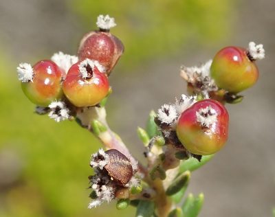 Phylica selaginoides, photographed by Nicola van Berkel