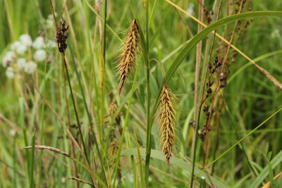 Carex paleacea, photographed by Quinten Wiegersma