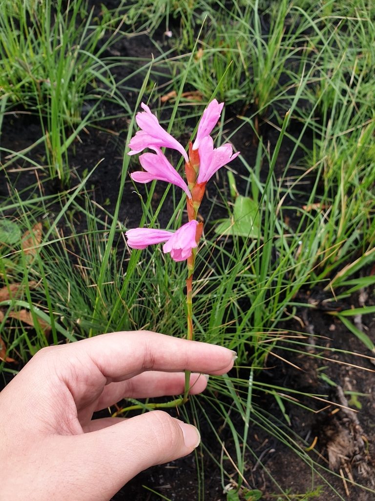 Watsonia mtamvunae, photographed by Aaliyah Motala
