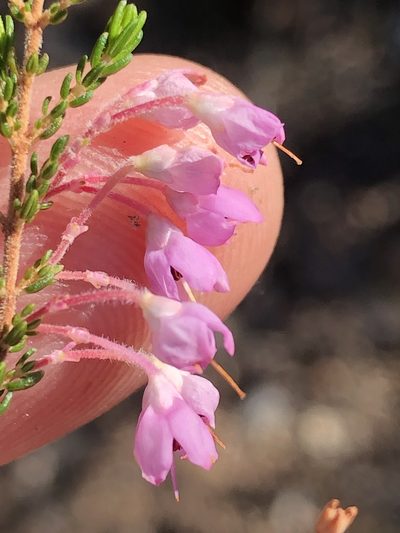 Erica newdigateae, photographed by Dave U