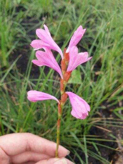 Watsonia mtamvunae, photographed by Aaliyah Motala
