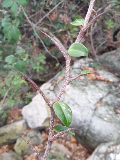 Putterlickia retrospinosa, photographed by Aaliyah Motala