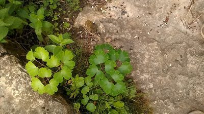 Aquilegia olympica, photographed by Михаил Орлов