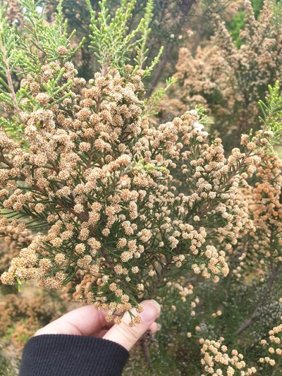 Brunia trigyna, photographed by Aaliyah Motala