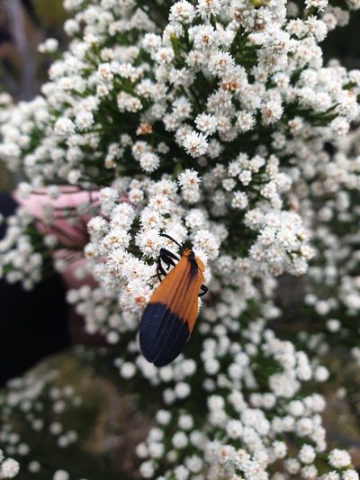 Brunia trigyna, photographed by Aaliyah Motala