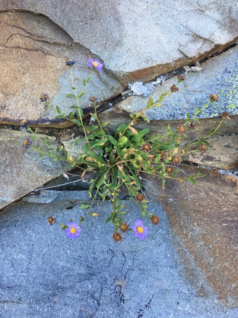 Erigeron leibergii, photographed by Matt Berger