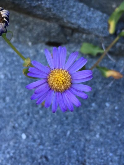 Erigeron leibergii, photographed by Matt Berger