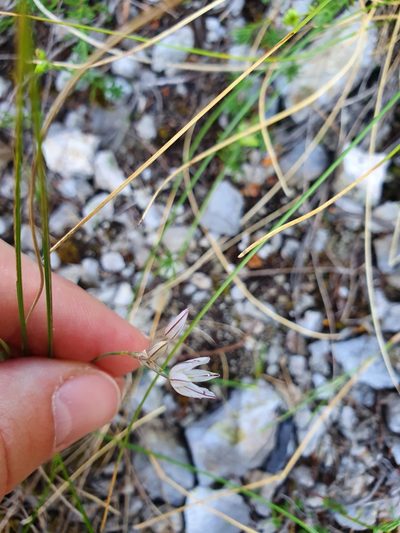 Allium moschatum, photographed by Michael D. Pirie