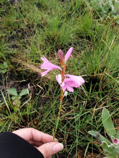 Watsonia mtamvunae, photographed by Aaliyah Motala