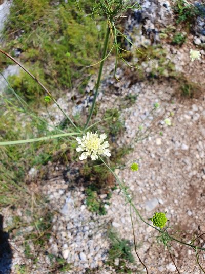 Scabiosa fumarioides, photographed by Michael D. Pirie
